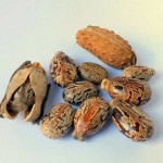 Масло от рицин - био 'ALTEYA', 100 мл Масло от рицин - био 'ALTEYA', 100 мл